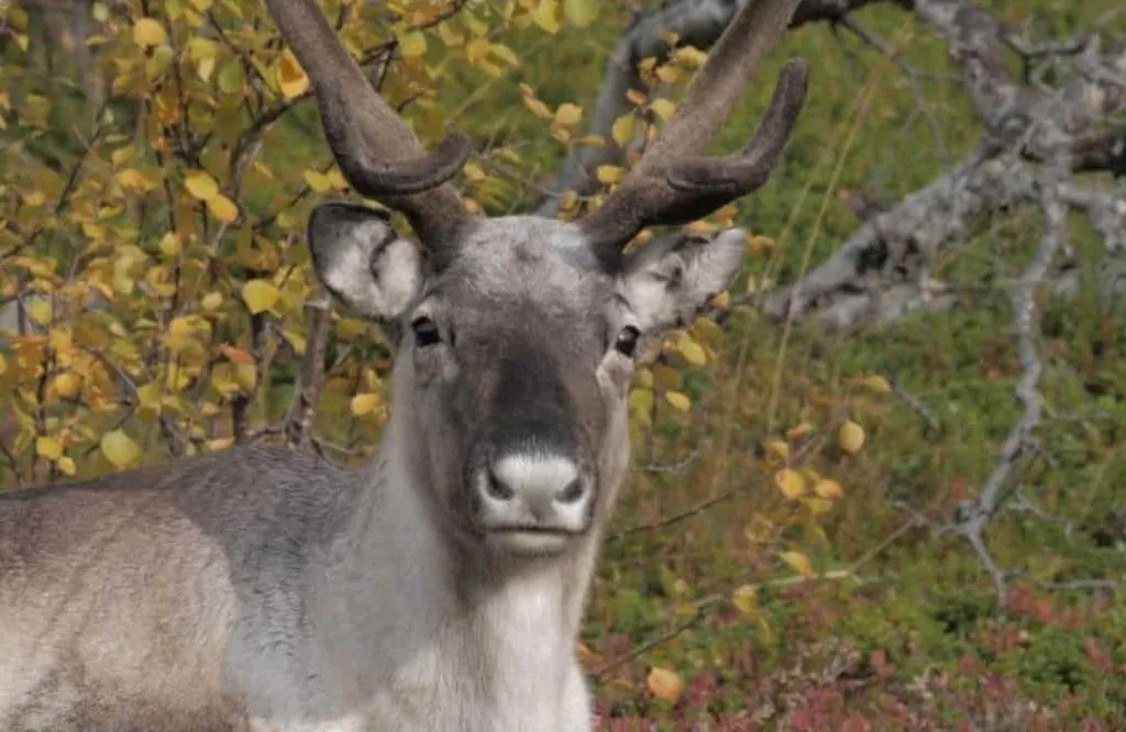 Teleobjetivo para fotografía de fauna